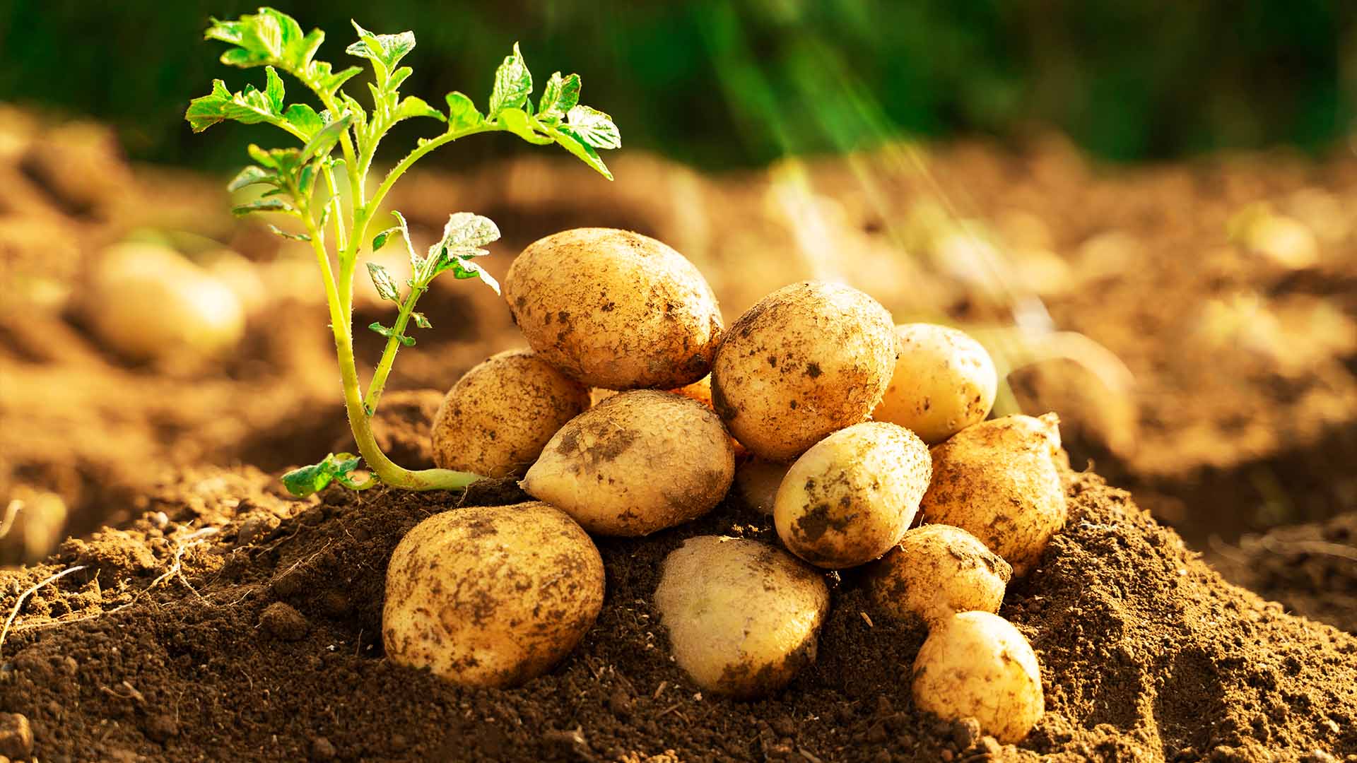 Batata