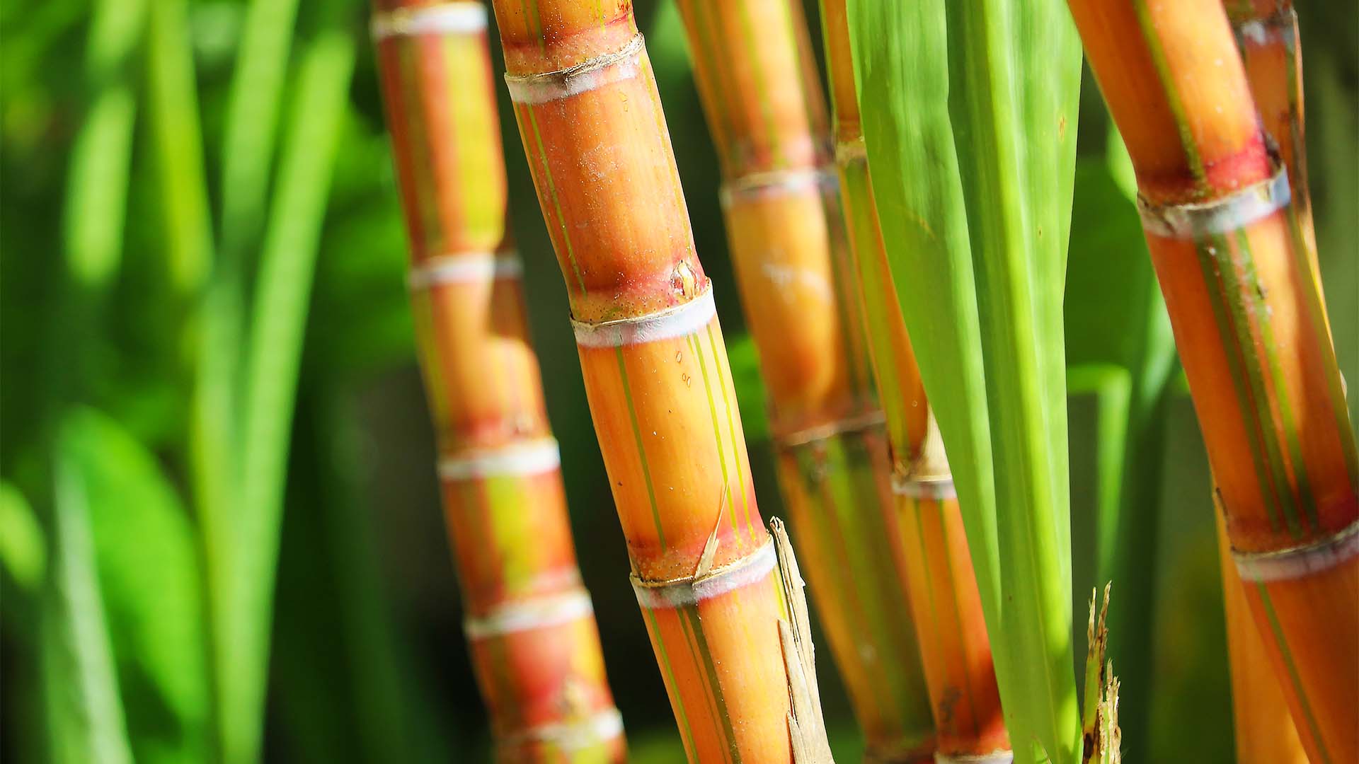 Cana de Açúcar