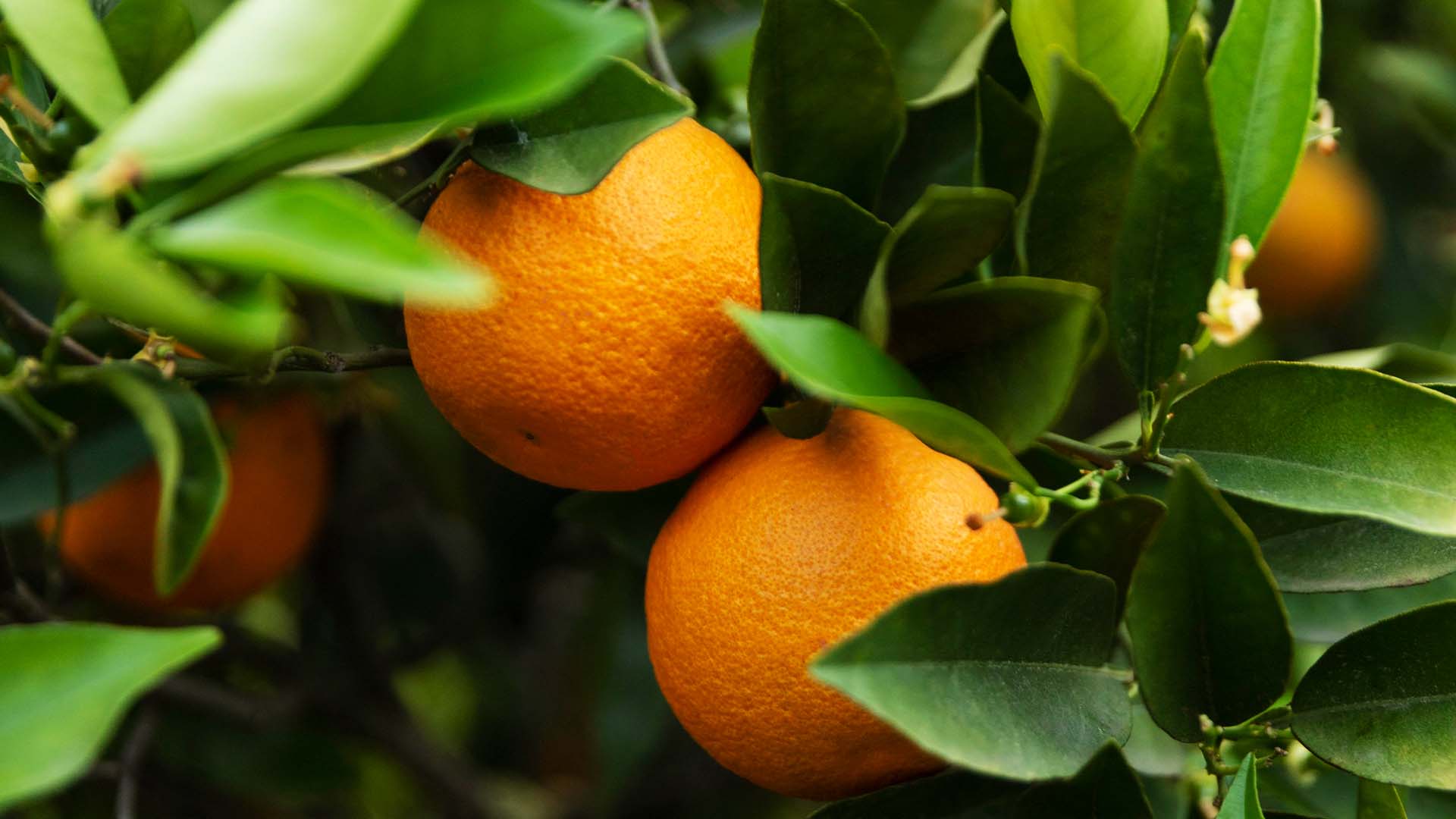 Citrus