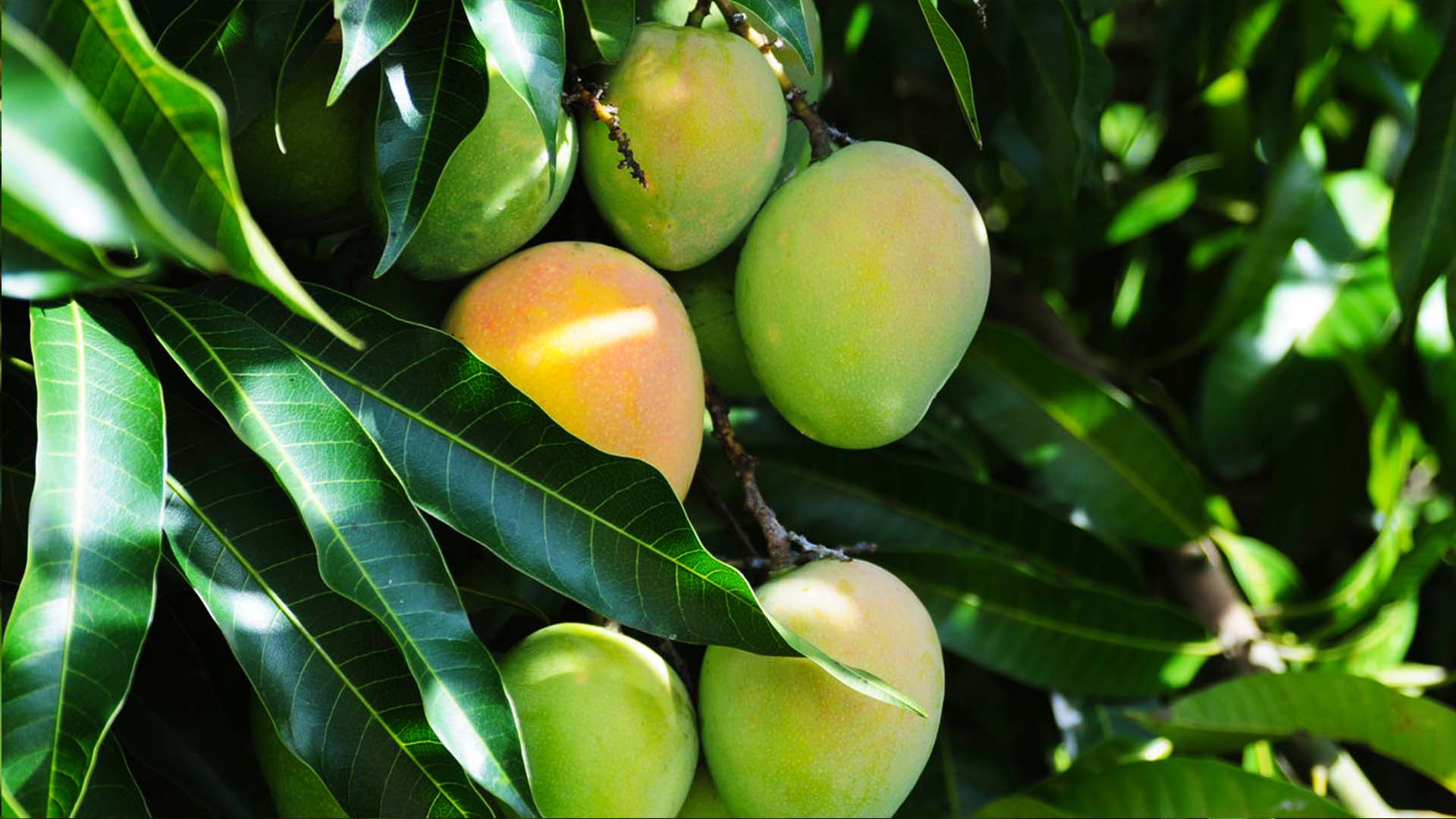 Frutíferas