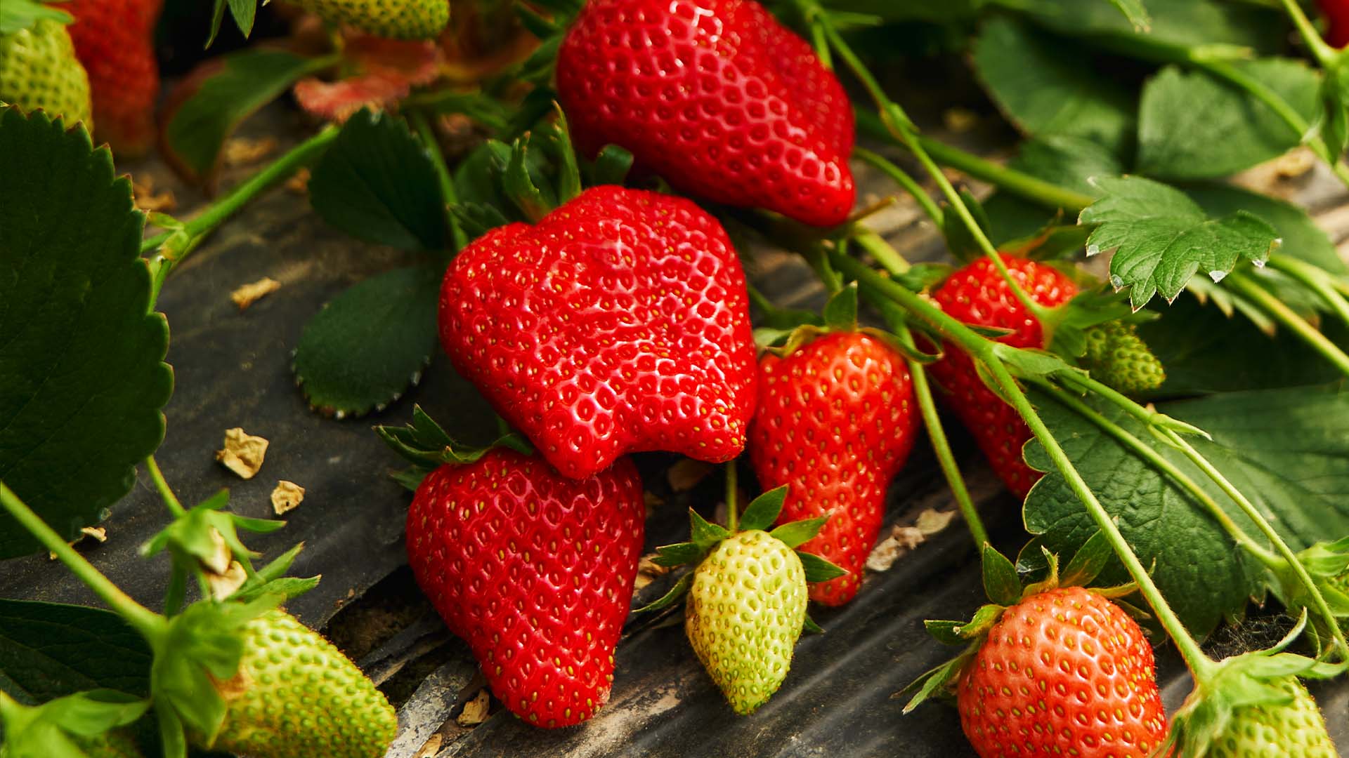 Morango