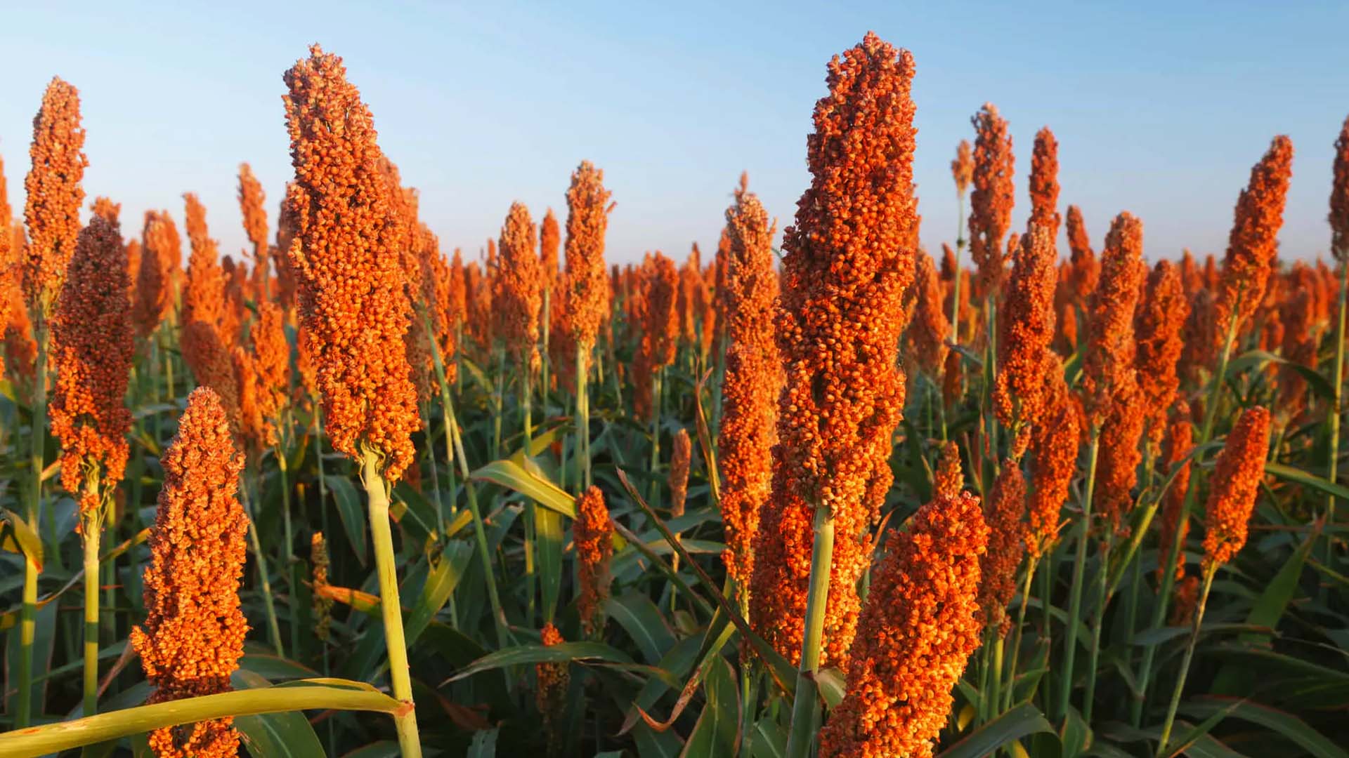 Sorgo